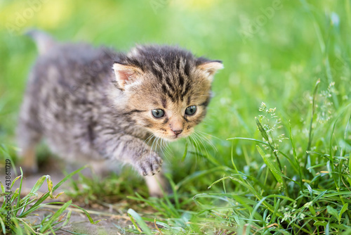 Closeup photo of a little cat in the garden © SasaStock