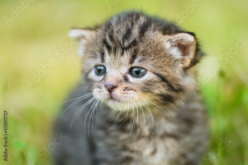 Closeup photo of a little cat in the garden