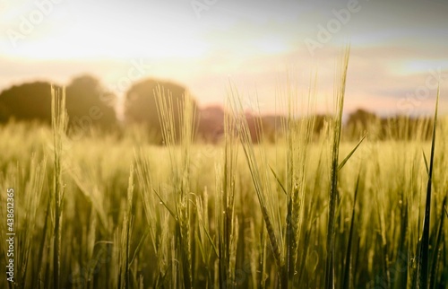 Wheat field in morning light
