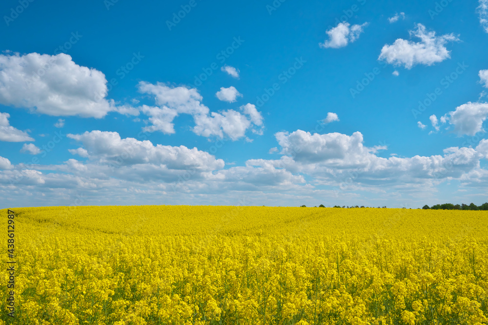 Blooming rapeseed on the background of the sky. Blooming rapeseed on the background of the sky.