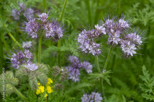 The flowering phacelia plant is an excellent honey plant and green manure.
