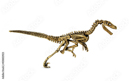 Canvas Print Velociraptor fossil skeleton is carnivore dinosaur lived on cretaceous period isolated on white background