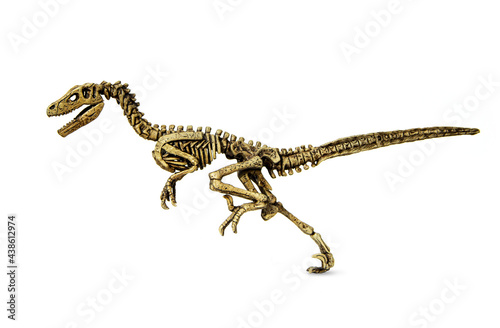 Velociraptor fossil skeleton is carnivore dinosaur lived on cretaceous period isolated on white background.