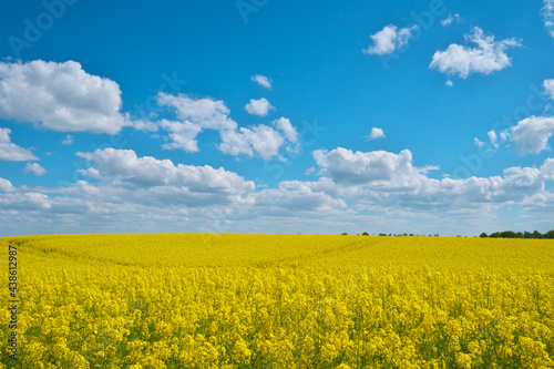 Blooming rapeseed on the background of the sky. © Igor