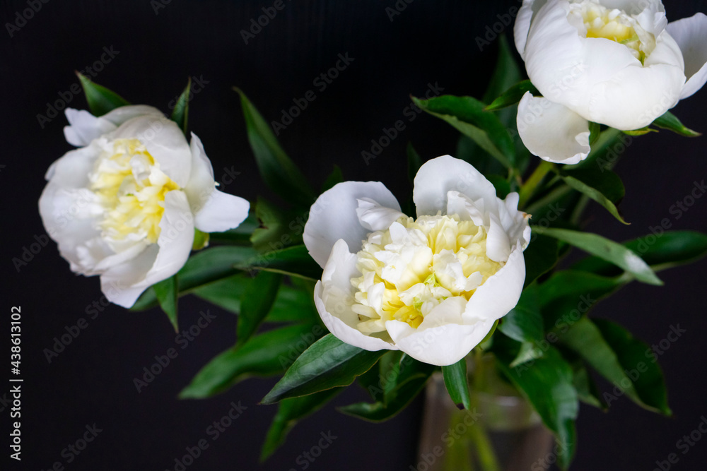 Obraz premium White peonies flower bloom on the dark wooden background. Tender white flowers with green leaves. The peony or paeony is a flowering plant in the genus Paeonia.