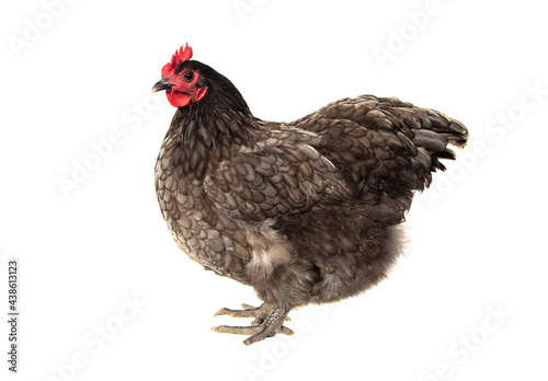Chicken female. Blue australorp hen isolated on white background.