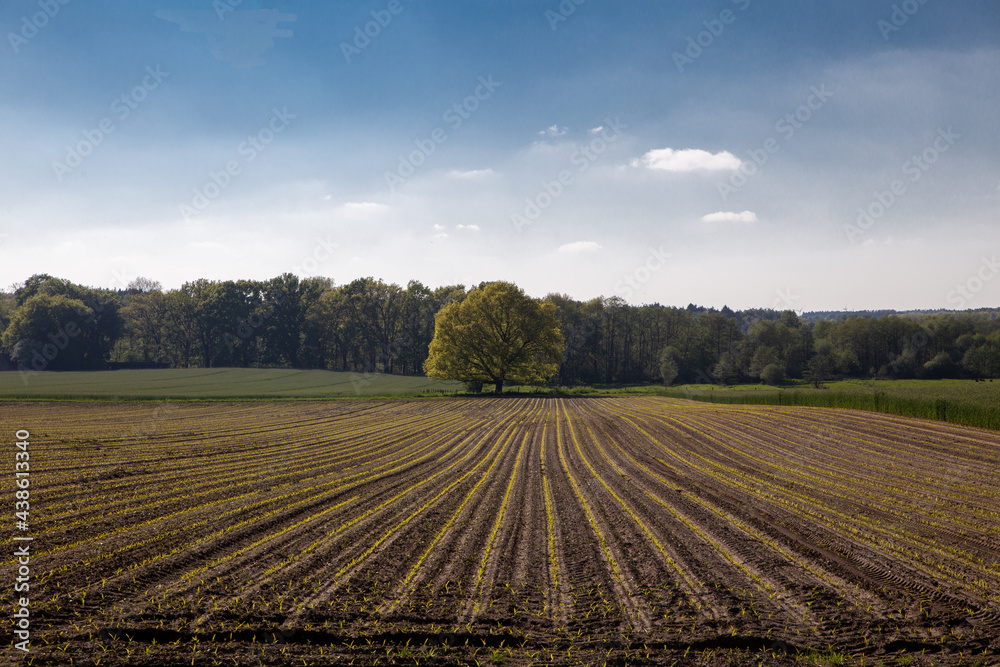 Freistehender Baum auf Acker, Feld mit blauem Himmel