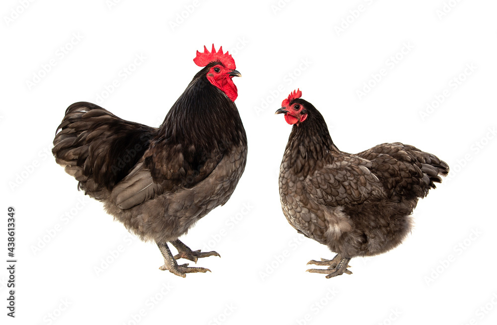 australorp rooster vs hen