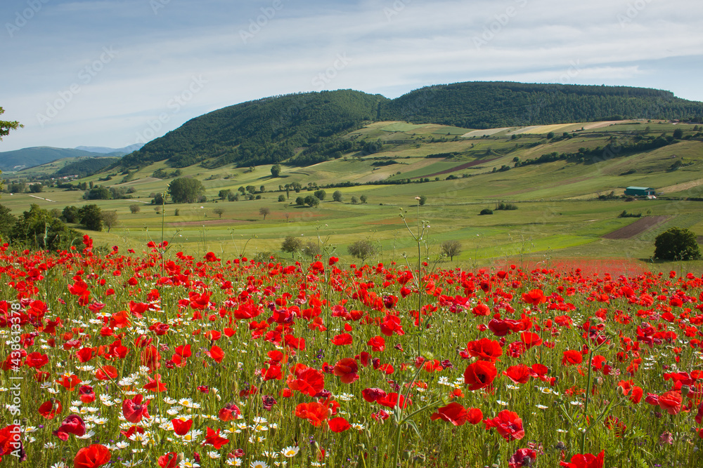 Typical umbria rural landscape in the spring season with a field of red poppies in the plateau of Annifo, Italy
