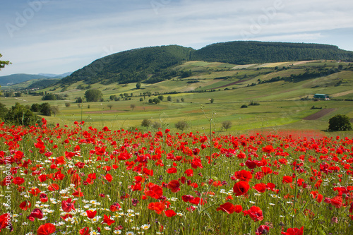 Typical umbria rural landscape in the spring season with a field of red poppies in the plateau of Annifo  Italy