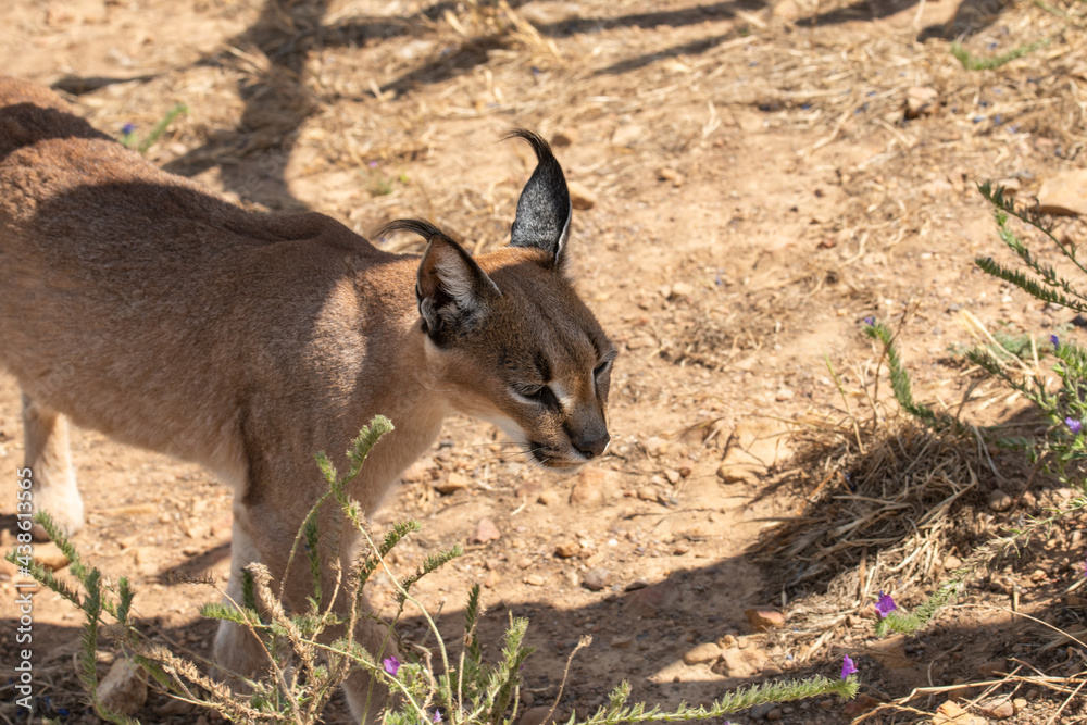 Single Caracal or Felis Caracal caracal, walking to right through green bush with small purple flowers and ears pointing upwards. South Africa Single Caracal or Felis Caracal caracal, walking to right through green bush with small purple flowers and ears pointing upwards. South Africa