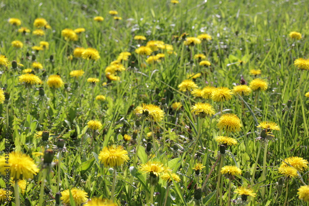 Dandelion (Taraxacum) field with grass. In sunny weather.