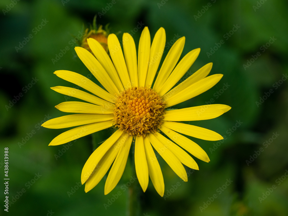 yellow chrysanthemum flower in the park yellow chrysanthemum flower in the park