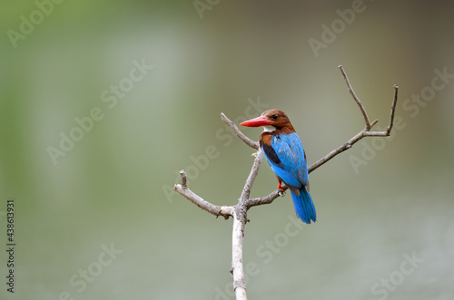 Fototapeta White-throated kingfisher common resident bird of Thailand which could be find in mangrove forest