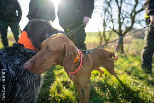 Foto Hunting dogs waiting to get command from gamekeeper.