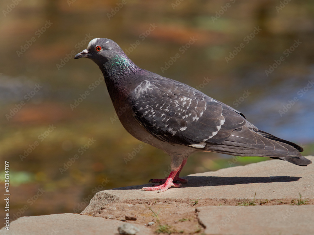 Cute little bird, Beautiful bird. Close up on bird Cute little bird, Beautiful bird. Close up on bird