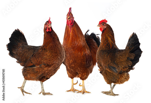 Valokuvatapetti New hampshire cock with twi hens on white background