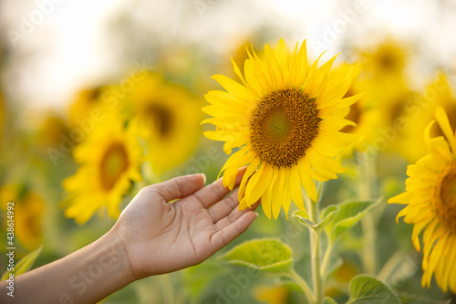 Women hands touching the sunflower. Beautiful sunflowers in garden. Sunflowers are cultivated for agricultural harvest.