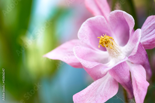 pink bell flower