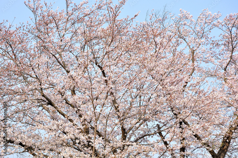 桜咲く春色の風景
