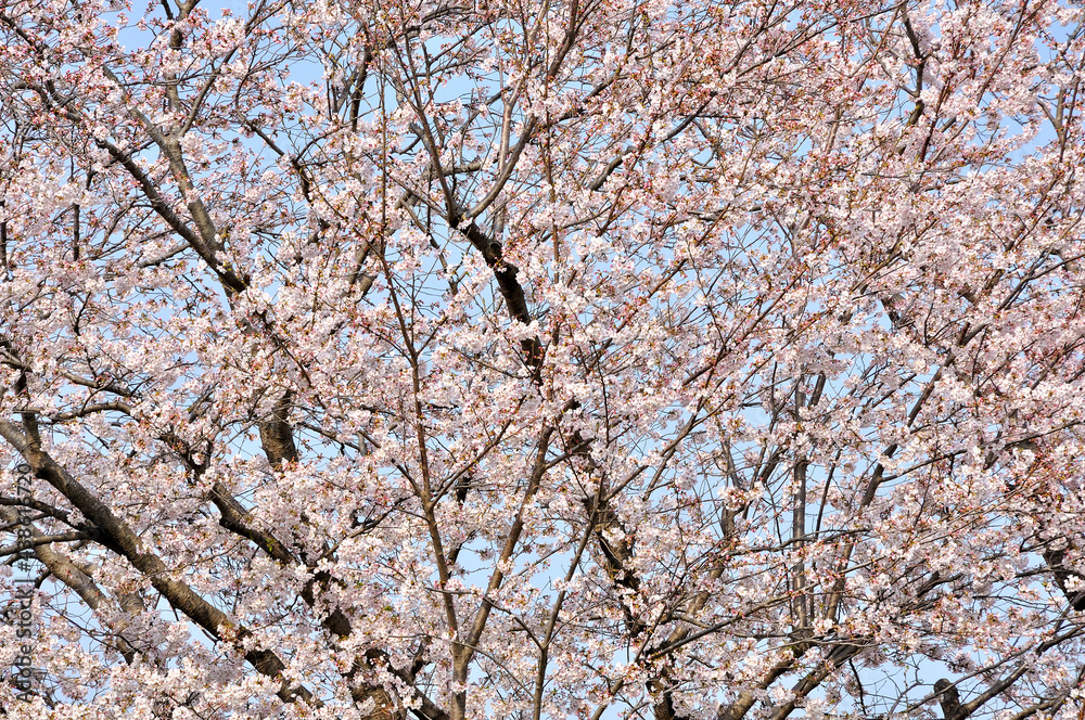 桜咲く春色の風景
桜咲く春色の風景