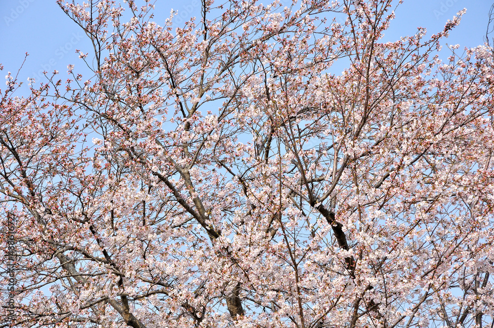 桜咲く春色の風景
桜咲く春色の風景