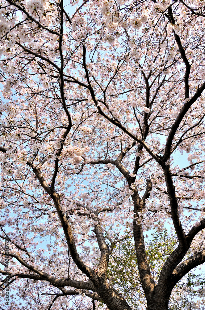 桜咲く春色の風景
桜咲く春色の風景