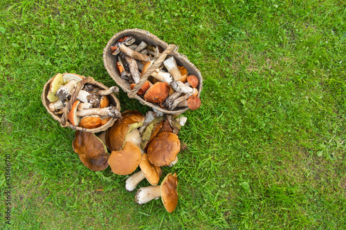 Various fresh collected mushrooms in wicker baskets on green grass