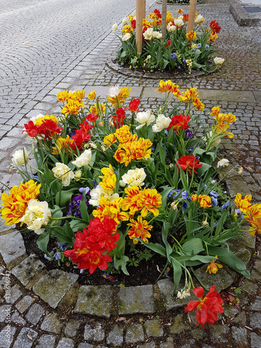 Fototapeta round flower bed with tulips beside the paved road