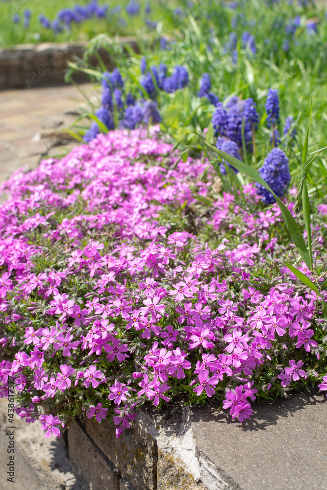 Obraz premium Phlox subulata (creeping phlox, moss phlox or mountain phlox) flowers and hyacinths growing outdoor on sunny day. Beautiful summer flowers background. Close up of beautiful pink flowers. 