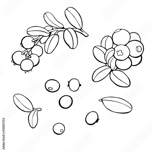 cowberry outline