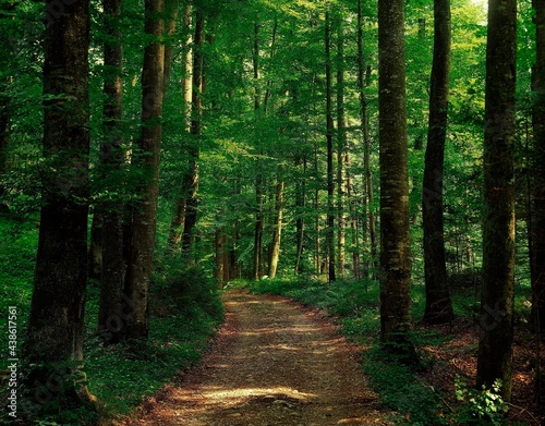 beech forest, forest path, forest, path, beeches, deciduous trees, nature, season, summer, spring, vegetation, plants, trees, 