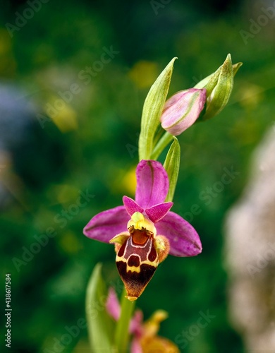 heldreich's ragwort, ophrys heldreichii, orchid, native, plant, flower, wildflower, wild plant, bloom, flowering, botany, vegetation, purple, yellow, nature, close-up 2 : 1,  photo