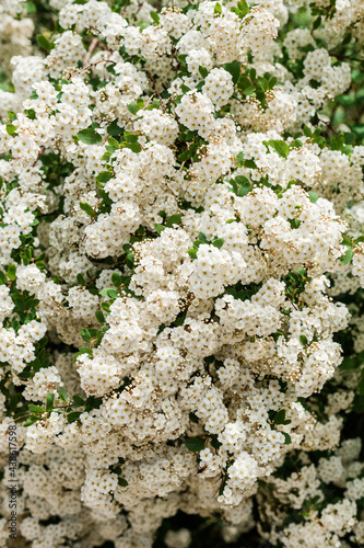 drzewo porośnięte dojrzałymi białymi kwiatami 