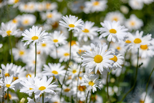Selective focus of white flowers Leucanthemum maximum in the garden, Shasta daisy is a commonly grown flowering herbaceous perennial plant with the classic daisy appearance, Nature floral background.