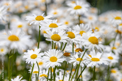 Selective focus of white flowers Leucanthemum maximum in the garden  Shasta daisy is a commonly grown flowering herbaceous perennial plant with the classic daisy appearance  Nature floral background.