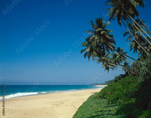 sri lanka, beach, palm trees