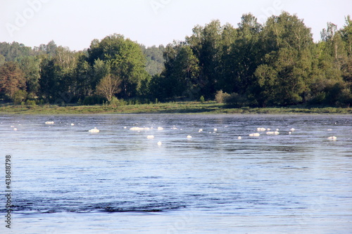 A large river with white foam on the surface  during summer. River Daugava  Latvia