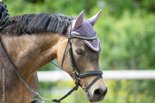 Deutsches Reitpony