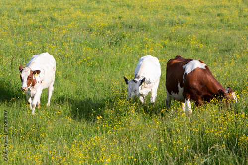 spotted cows in spring meadow with yellow flowers in the centre of the netherlands