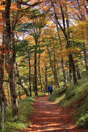 Odaigahara plateau, hiking 秋の大台ヶ原トレッキング