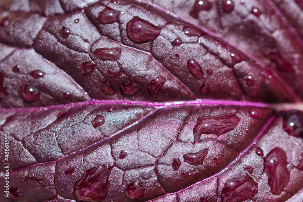Fototapeta premium Asian greens - mustard Bloody Mary dark purple red and green leaf texture macro, full frame food background, fresh healthy food, self sufficiency concepy