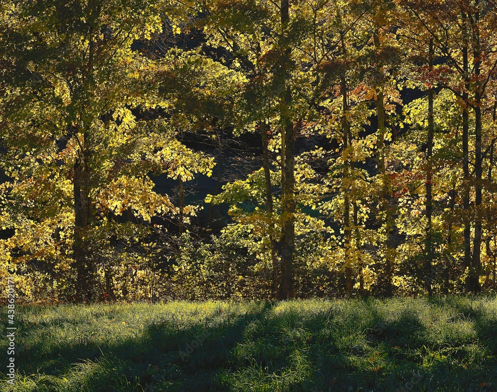 Obraz premium forest, deciduous trees, autumn, backlight, nature, autumn forest, season, early autumn, trees, maple, maple trees, vegetation, autumnal, autumn mood, autumn colours, discoloured, leaves, wooded, 