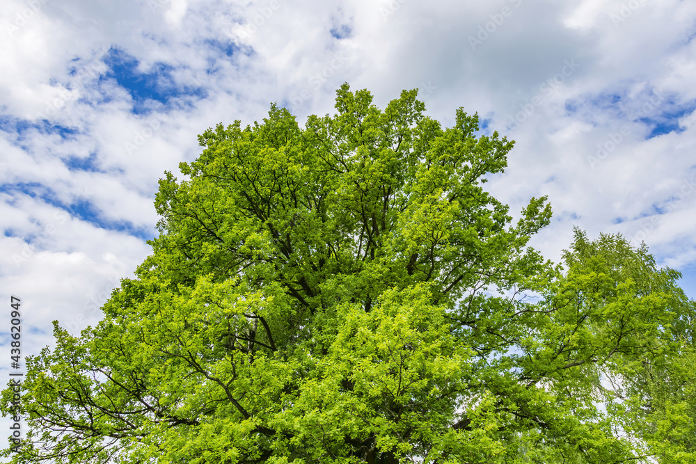Perennial deciduous tree among summer greenery in a public city park Perennial deciduous tree among summer greenery in a public city park