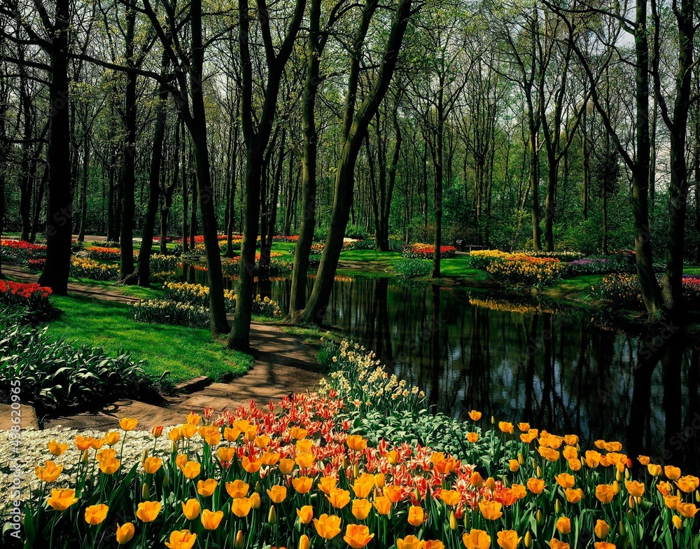Obraz premium park, pond, flower bed, spring, beds, flower beds, tulips, tulip bed, flowers, bloom, blossom, plants, vegetation, botany, nature, season, body of water, trees,