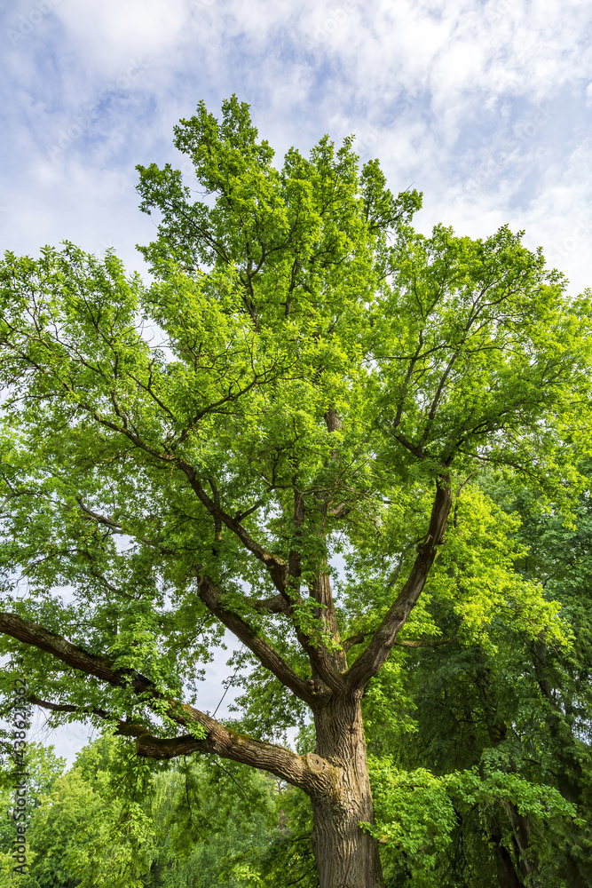 Perennial deciduous tree among summer greenery in a public city park