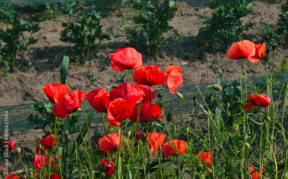 Roter Mohn auf einem Blühstreifen am Rand eines Gemüseackers im Sommer Roter Mohn auf einem Blühstreifen am Rand eines Gemüseackers im Sommer