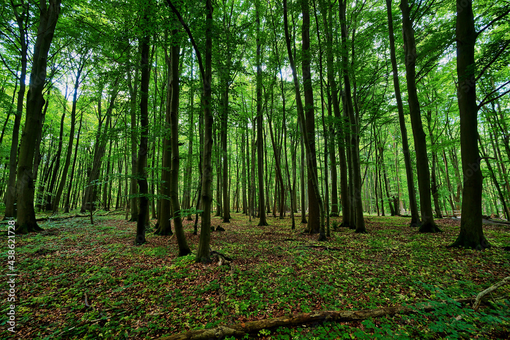 grün Wald grün Wald