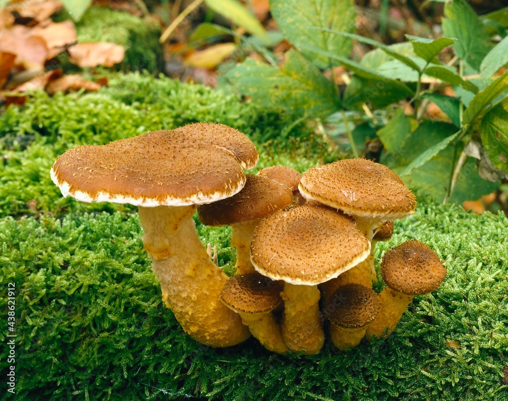 common hallimasch, armillaria, polymyces, forest floor, amillaria