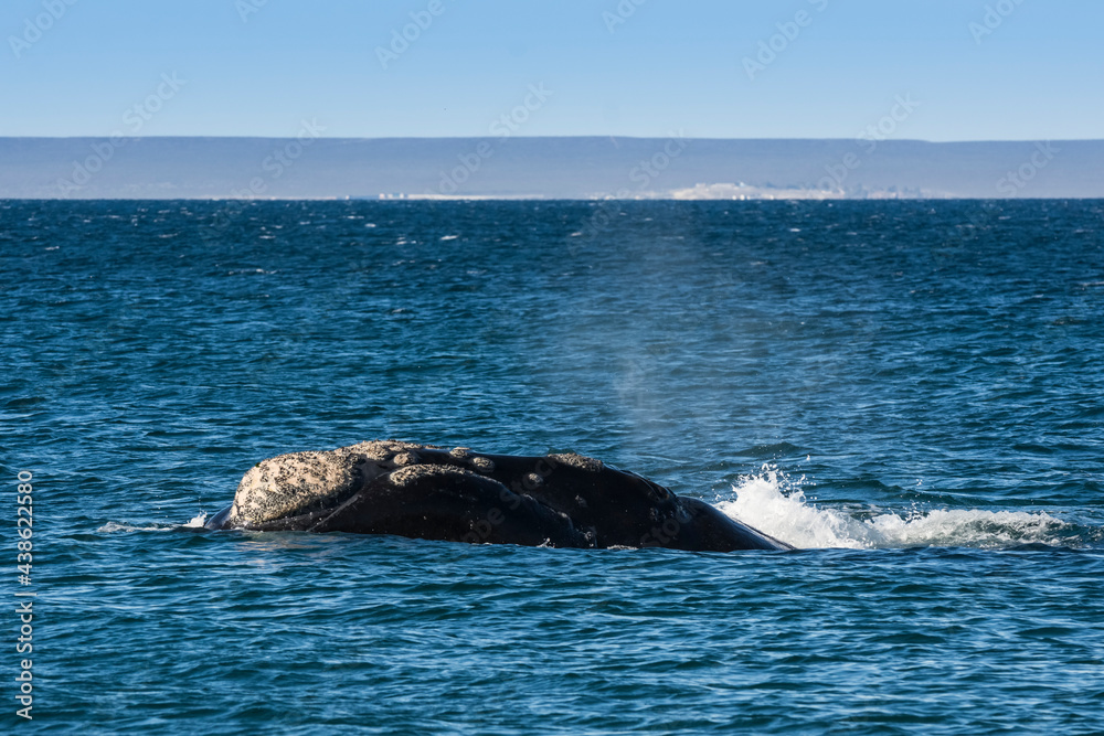 Southern Right whale  swimming on the surface, Puerto Madryn, Patagonia, Argentina